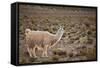South American Llama-zanskar-Framed Stretched Canvas