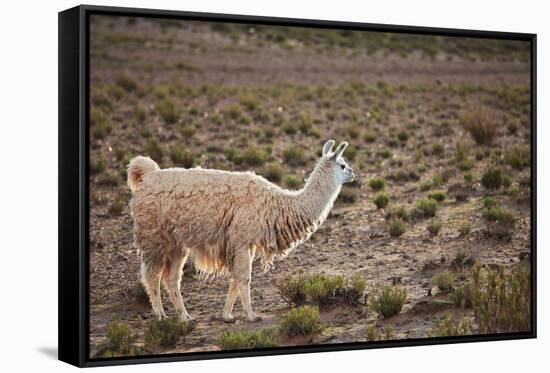 South American Llama-zanskar-Framed Stretched Canvas