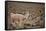 South American Llama-zanskar-Framed Stretched Canvas