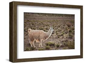 South American Llama-zanskar-Framed Photographic Print