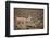 South American Llama-zanskar-Framed Photographic Print