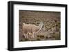 South American Llama-zanskar-Framed Photographic Print