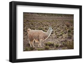 South American Llama-zanskar-Framed Photographic Print