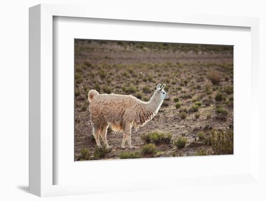 South American Llama-zanskar-Framed Photographic Print