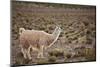 South American Llama-zanskar-Mounted Photographic Print