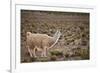 South American Llama-zanskar-Framed Photographic Print