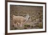 South American Llama-zanskar-Framed Photographic Print