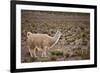 South American Llama-zanskar-Framed Photographic Print