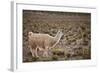 South American Llama-zanskar-Framed Photographic Print