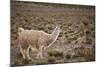 South American Llama-zanskar-Mounted Photographic Print