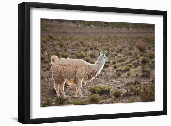 South American Llama-zanskar-Framed Photographic Print