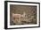 South American Llama-zanskar-Framed Photographic Print