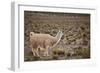 South American Llama-zanskar-Framed Photographic Print