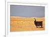 South American Llama-zanskar-Framed Photographic Print