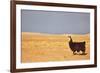 South American Llama-zanskar-Framed Photographic Print