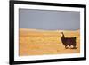 South American Llama-zanskar-Framed Photographic Print