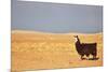 South American Llama-zanskar-Mounted Photographic Print