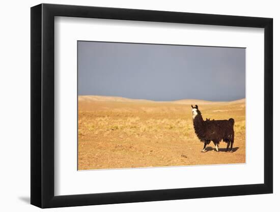 South American Llama-zanskar-Framed Photographic Print