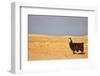 South American Llama-zanskar-Framed Photographic Print