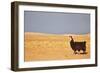 South American Llama-zanskar-Framed Photographic Print