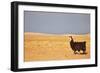 South American Llama-zanskar-Framed Photographic Print