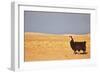 South American Llama-zanskar-Framed Photographic Print