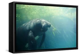 South American Manatee Eating Aquatic Grass-null-Framed Stretched Canvas