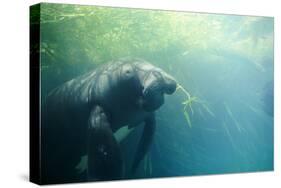 South American Manatee Eating Aquatic Grass-null-Stretched Canvas