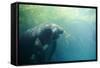 South American Manatee Eating Aquatic Grass-null-Framed Stretched Canvas