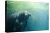 South American Manatee Eating Aquatic Grass-null-Stretched Canvas