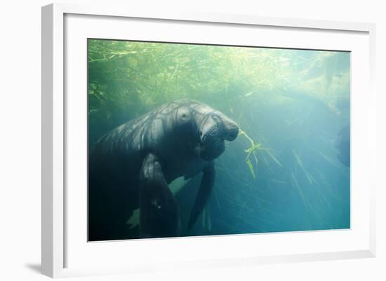 South American Manatee Eating Aquatic Grass-null-Framed Photographic Print