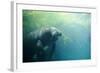 South American Manatee Eating Aquatic Grass-null-Framed Photographic Print