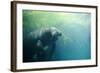 South American Manatee Eating Aquatic Grass-null-Framed Photographic Print