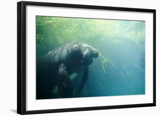 South American Manatee Eating Aquatic Grass-null-Framed Photographic Print