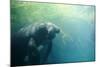 South American Manatee Eating Aquatic Grass-null-Mounted Photographic Print