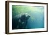 South American Manatee Eating Aquatic Grass-null-Framed Photographic Print