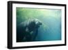 South American Manatee Eating Aquatic Grass-null-Framed Photographic Print