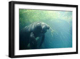 South American Manatee Eating Aquatic Grass-null-Framed Photographic Print