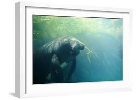 South American Manatee Eating Aquatic Grass-null-Framed Photographic Print