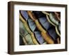 South American Ocellated Turkey-Darrell Gulin-Framed Photographic Print