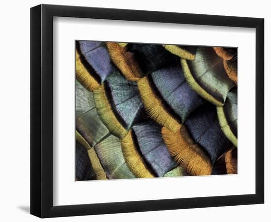 South American Ocellated Turkey-Darrell Gulin-Framed Photographic Print