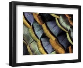 South American Ocellated Turkey-Darrell Gulin-Framed Photographic Print