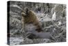 South American Sea Lion Bull (Otaria Flavescens) at Breeding Colony Just Outside Ushuaia, Argentina-Michael Nolan-Stretched Canvas