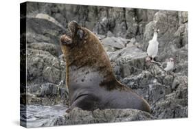 South American Sea Lion Bull (Otaria Flavescens) at Breeding Colony Just Outside Ushuaia, Argentina-Michael Nolan-Stretched Canvas