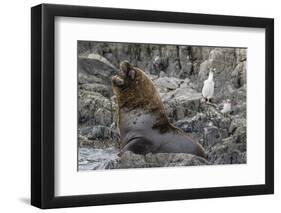 South American Sea Lion Bull (Otaria Flavescens) at Breeding Colony Just Outside Ushuaia, Argentina-Michael Nolan-Framed Premium Photographic Print