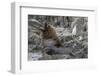 South American Sea Lion Bull (Otaria Flavescens) at Breeding Colony Just Outside Ushuaia, Argentina-Michael Nolan-Framed Premium Photographic Print