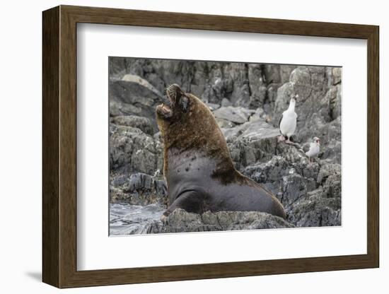 South American Sea Lion Bull (Otaria Flavescens) at Breeding Colony Just Outside Ushuaia, Argentina-Michael Nolan-Framed Photographic Print