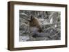 South American Sea Lion Bull (Otaria Flavescens) at Breeding Colony Just Outside Ushuaia, Argentina-Michael Nolan-Framed Photographic Print