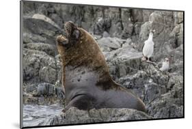 South American Sea Lion Bull (Otaria Flavescens) at Breeding Colony Just Outside Ushuaia, Argentina-Michael Nolan-Mounted Photographic Print