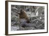 South American Sea Lion Bull (Otaria Flavescens) at Breeding Colony Just Outside Ushuaia, Argentina-Michael Nolan-Framed Photographic Print